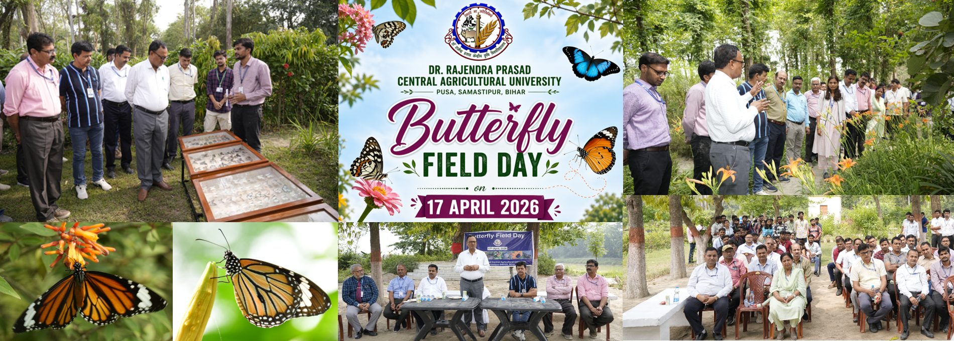 Butterfly field day (1)